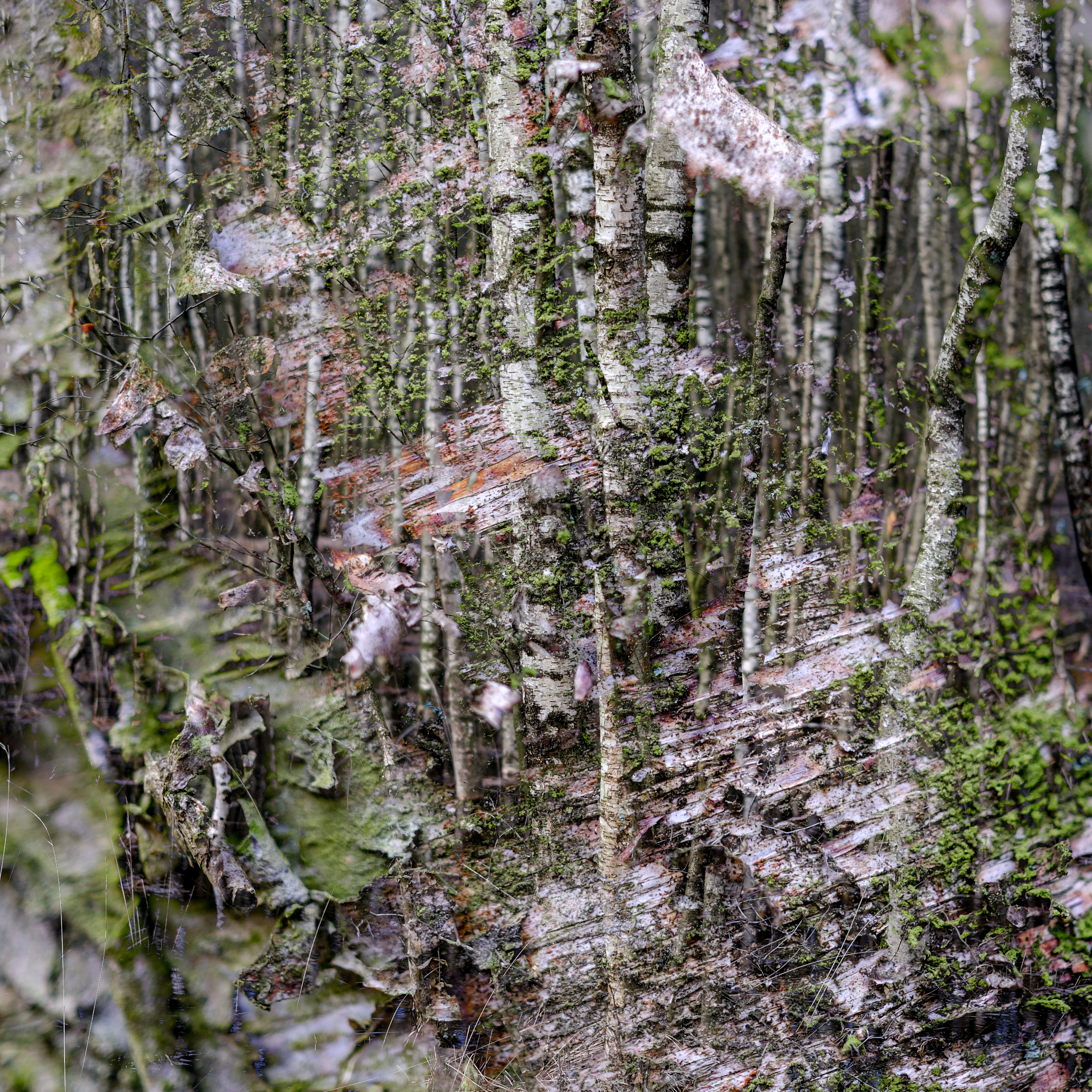 2024 03 09  xt 5   9177